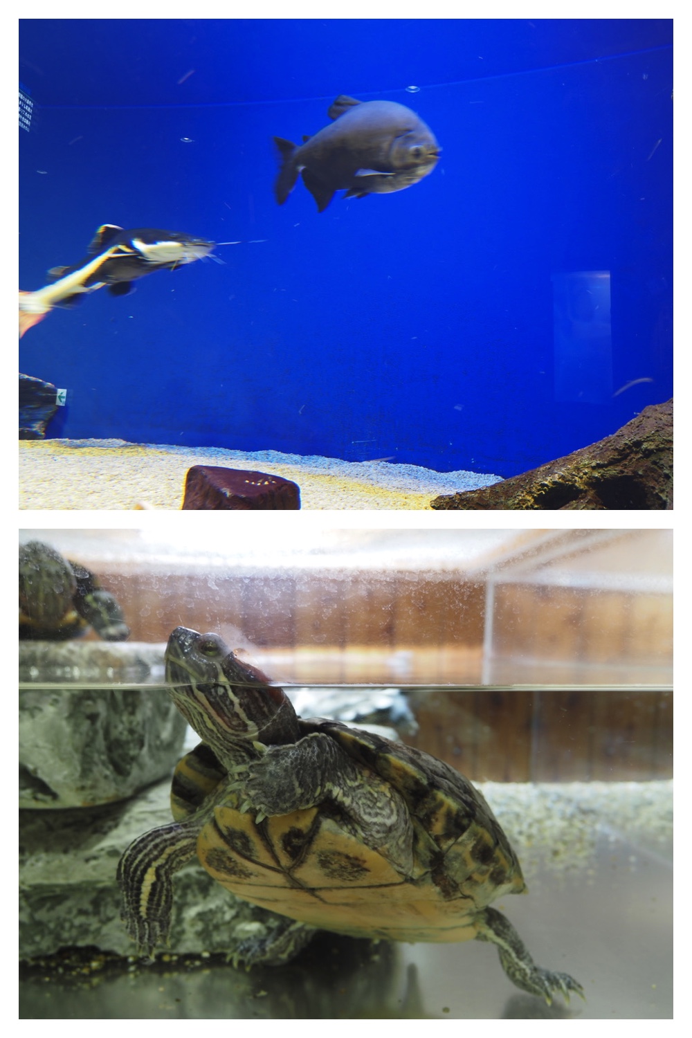 250925_Kimuaneppu_28