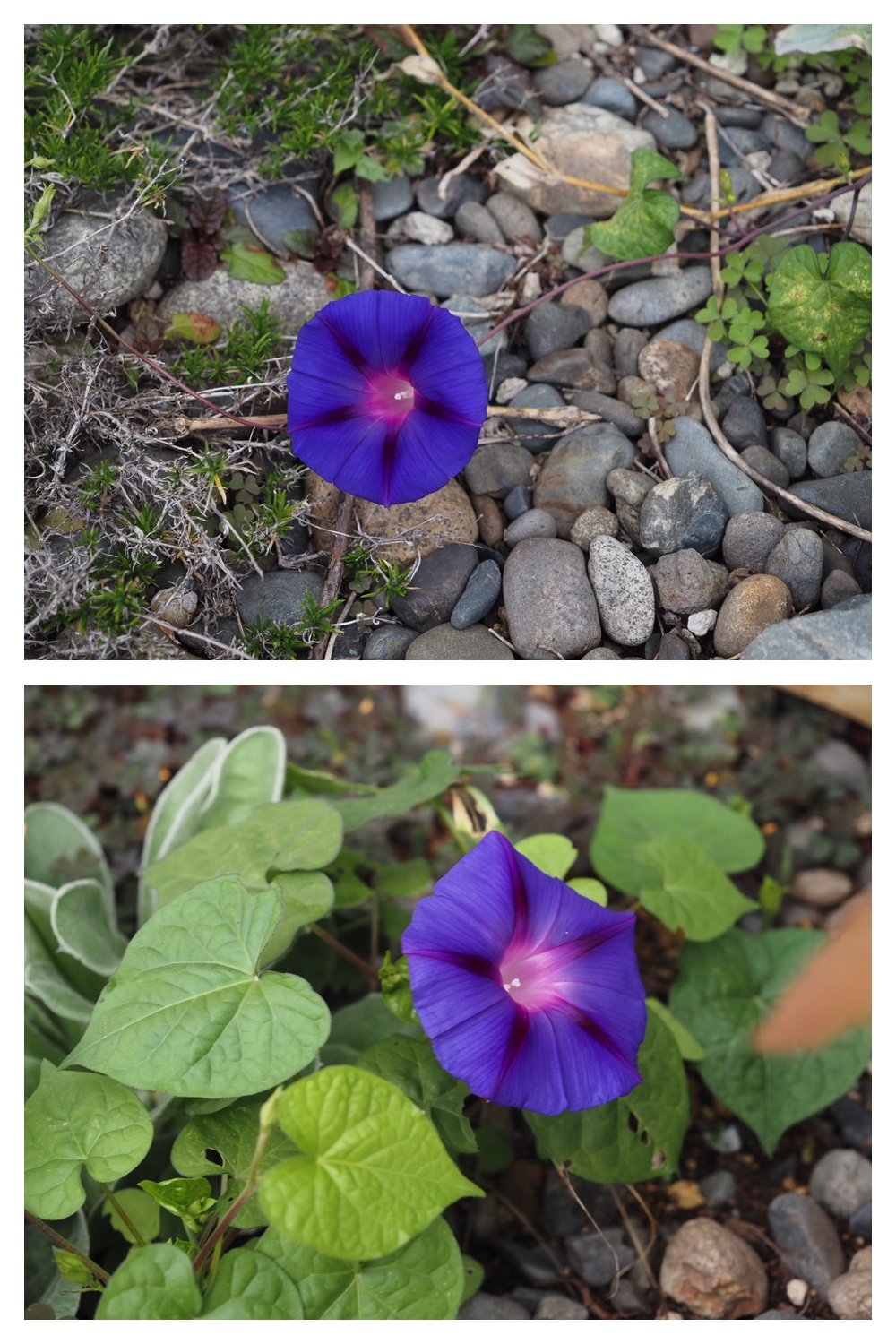 250929_Autumn-come_1