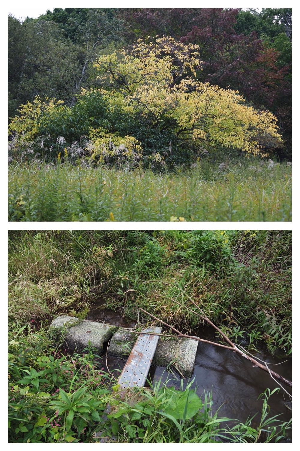 250929_Autumn-come_10