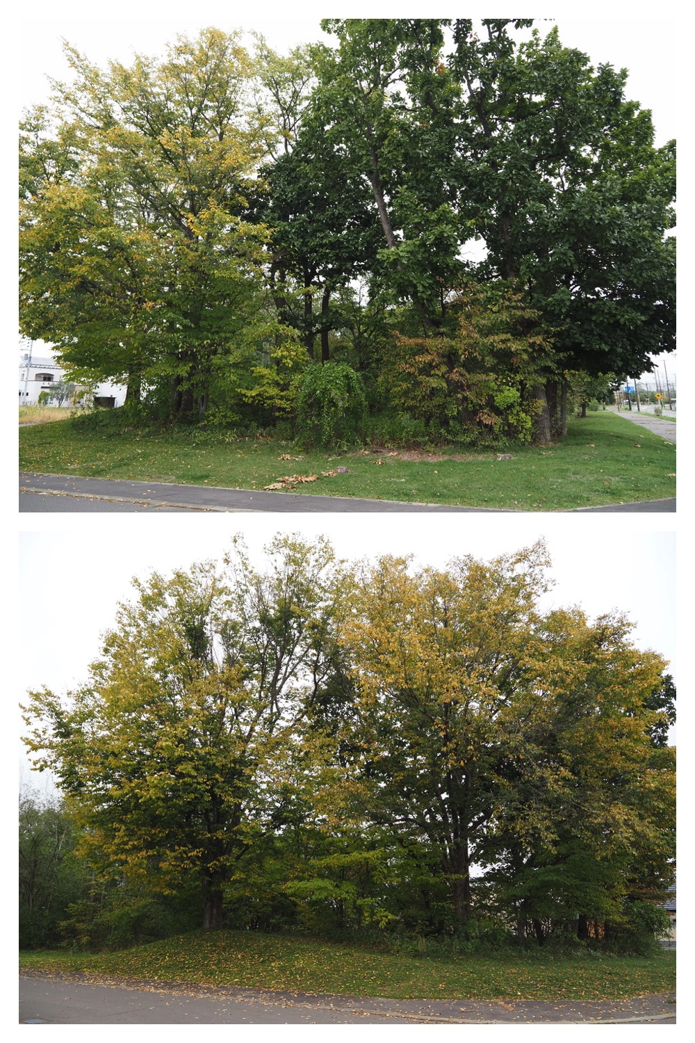 250929_Autumn-come_3