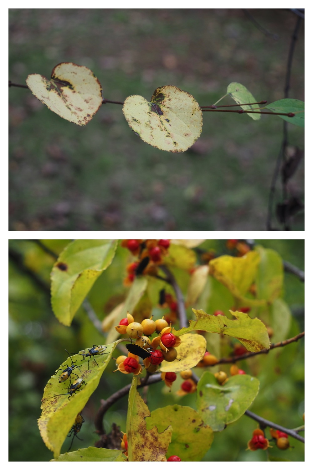 250929_Autumn-come_4