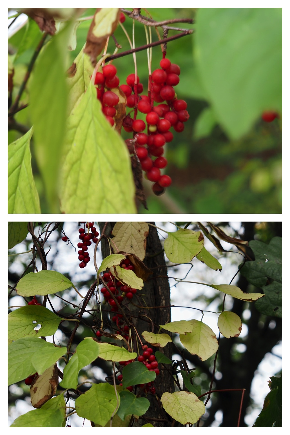 250929_Autumn-come_5