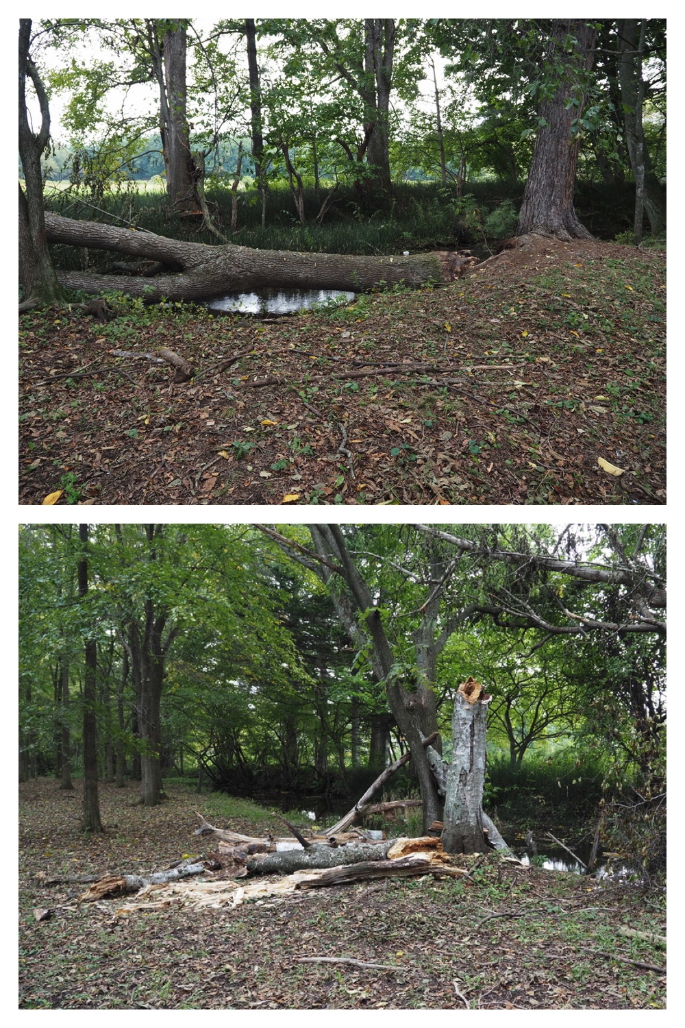 250929_Autumn-come_7