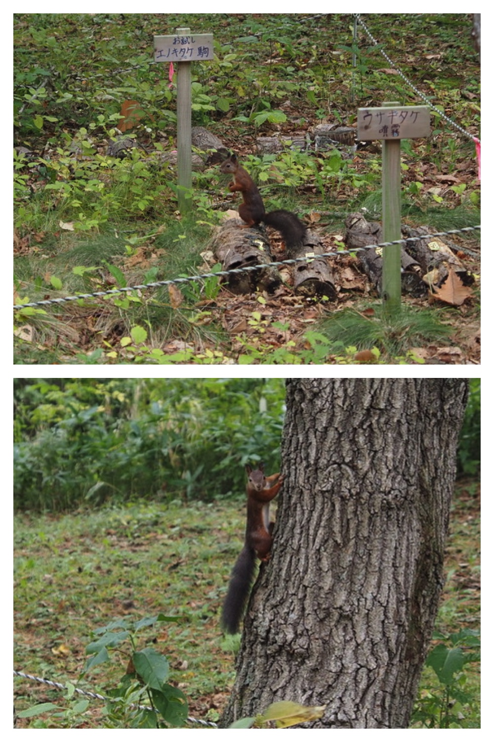 250929_Autumn-come_8