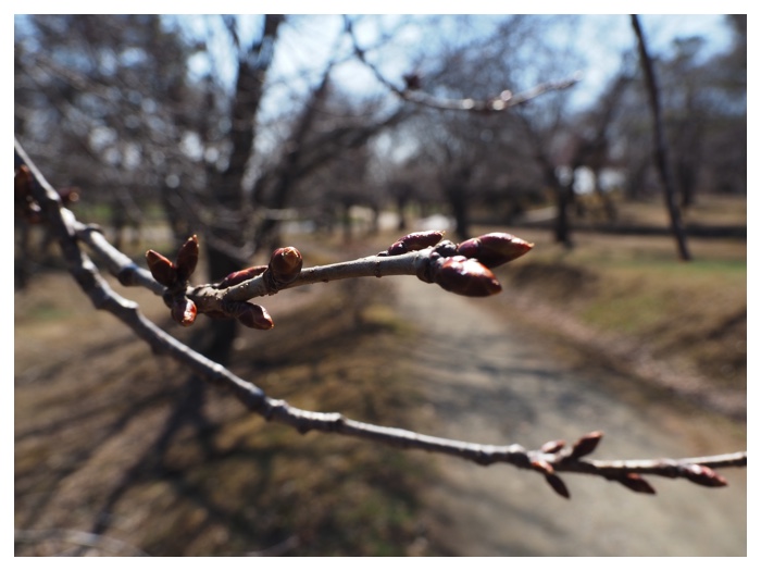260403_Library_6
