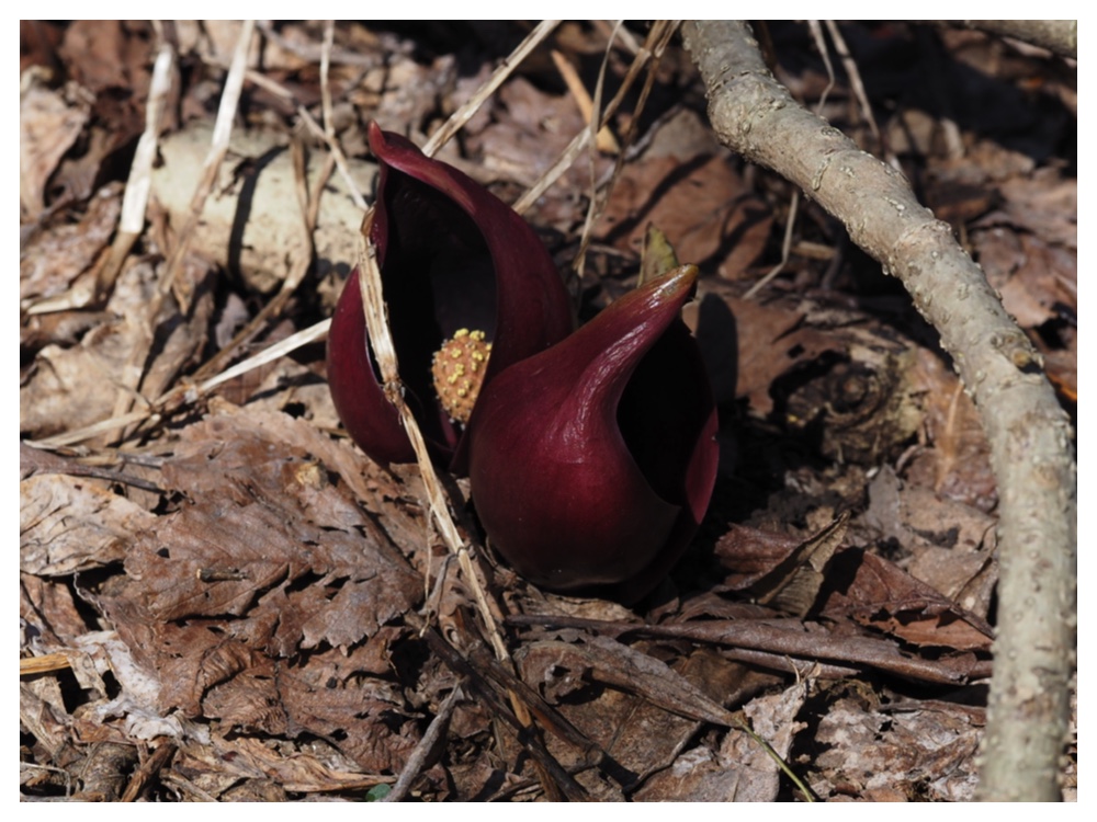 260405_Frog-egg_14