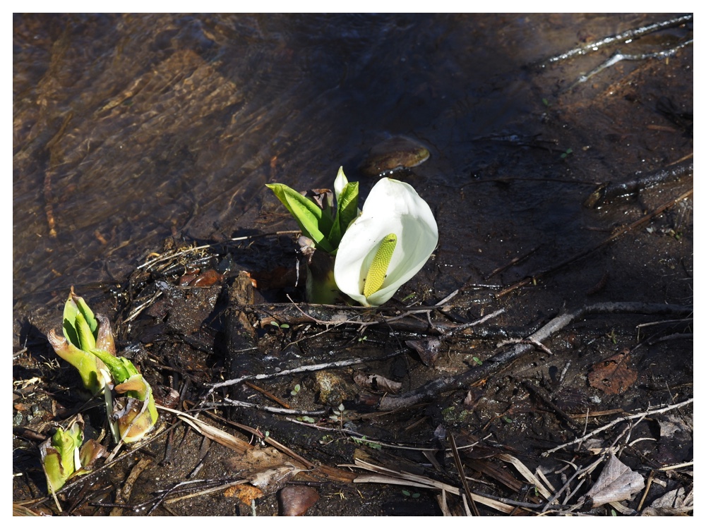 260405_Frog-egg_25