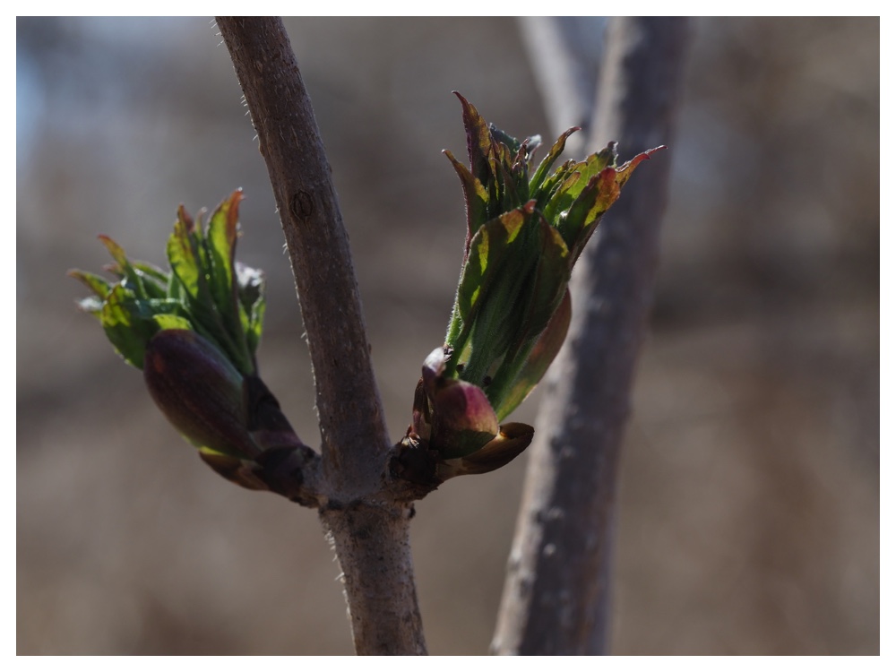 260405_Frog-egg_28