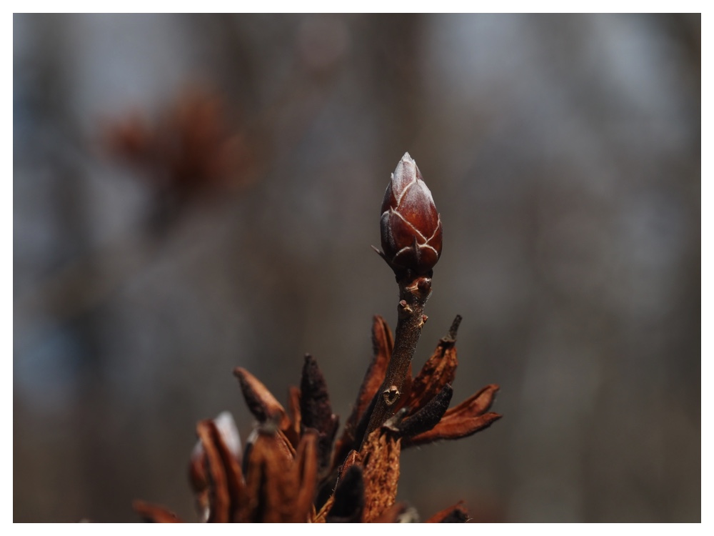 260405_Frog-egg_29