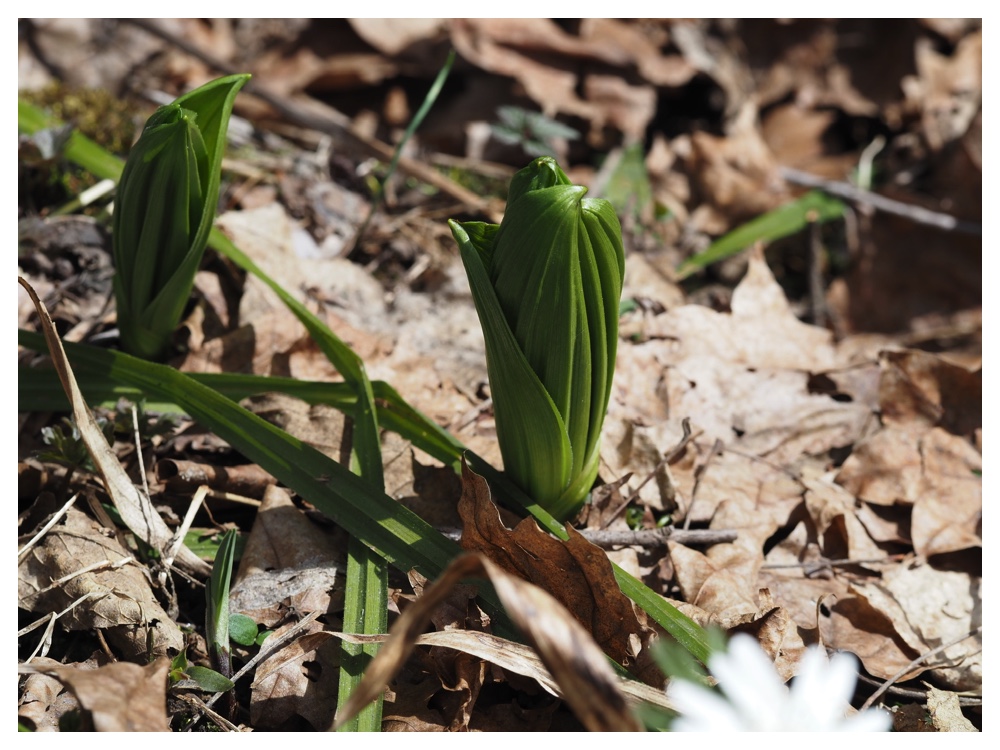 260405_Frog-egg_35
