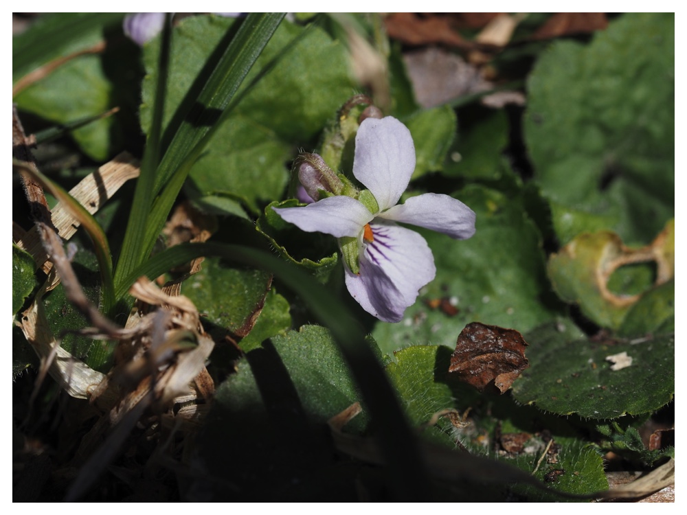 260405_Frog-egg_41