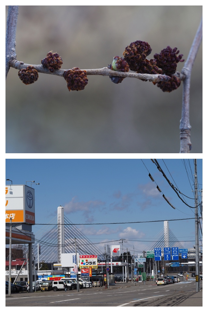 260408_Obihirogawa_6