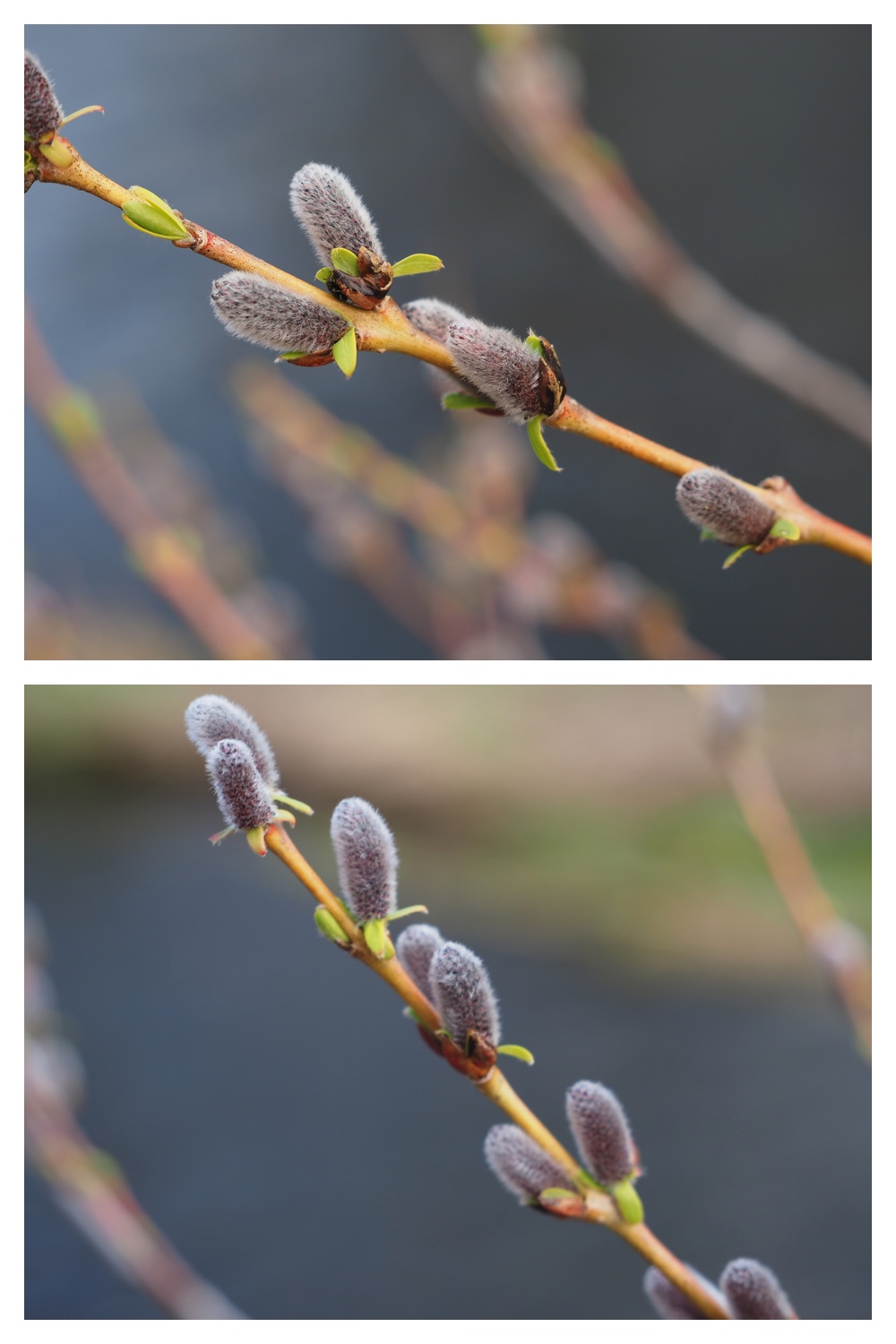 260409_Mizubashou_8