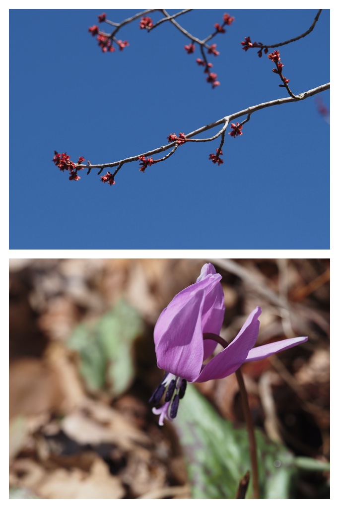 260411_Tokachi-hills_12