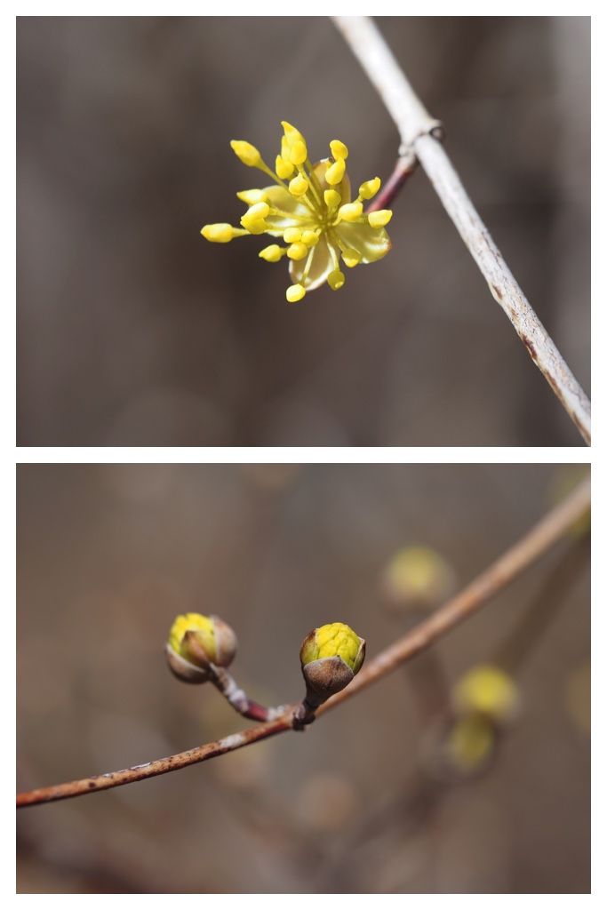 260411_Tokachi-hills_9