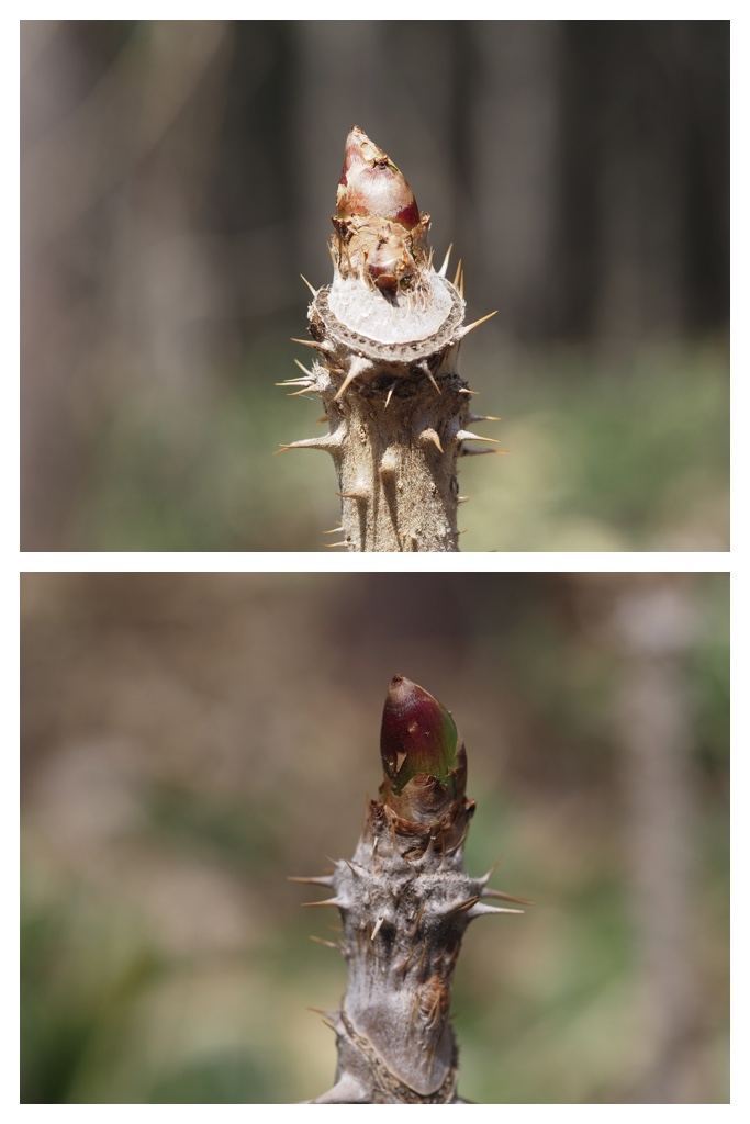 260414_Kunimiyama_13