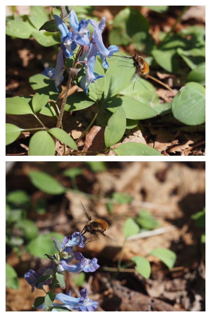 260414_Kunimiyama_19
