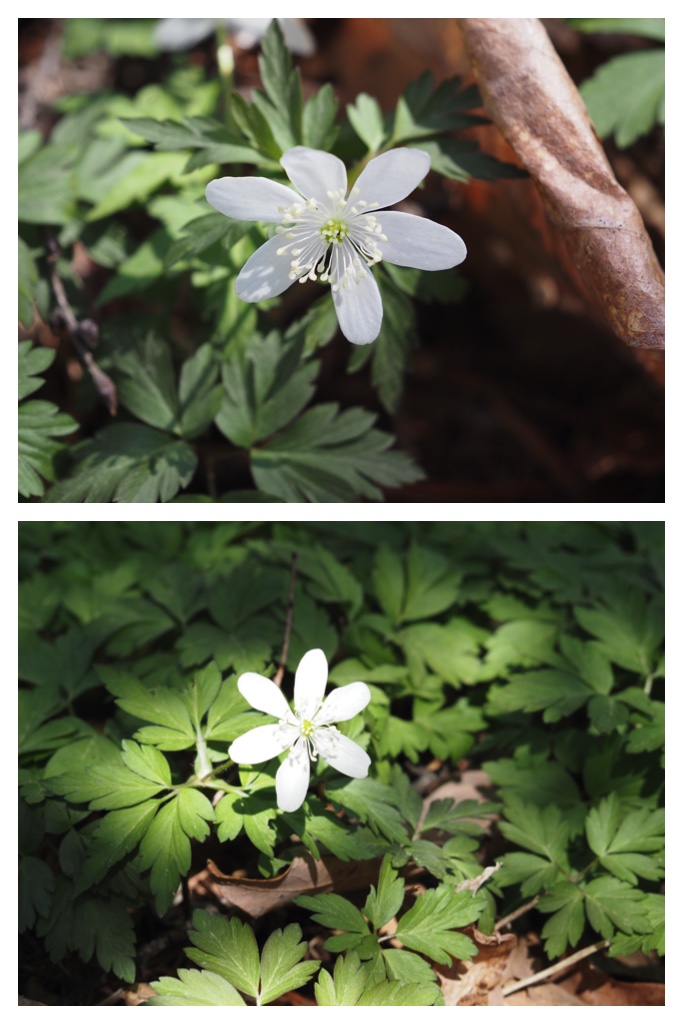260416_Urahoroichige_2