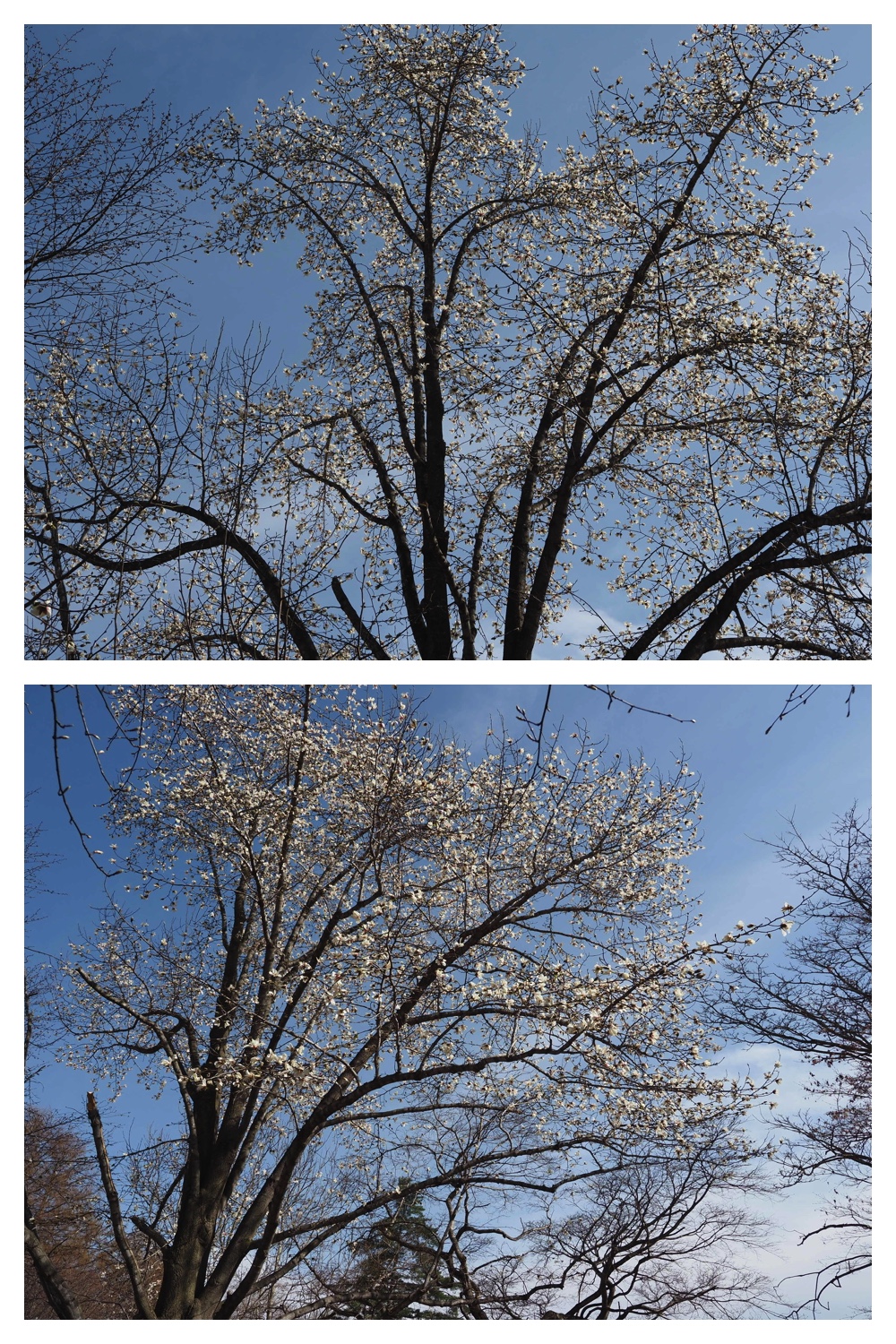 260417_Midorigaoka_16