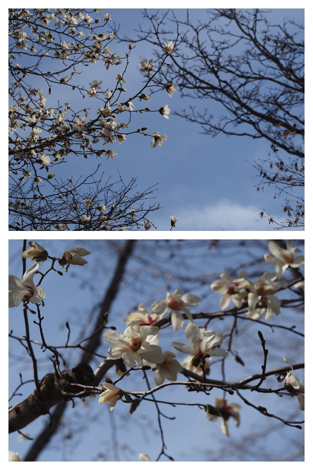 260417_Midorigaoka_18