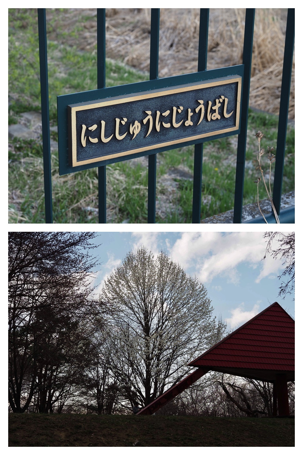 260418_Sakura_15