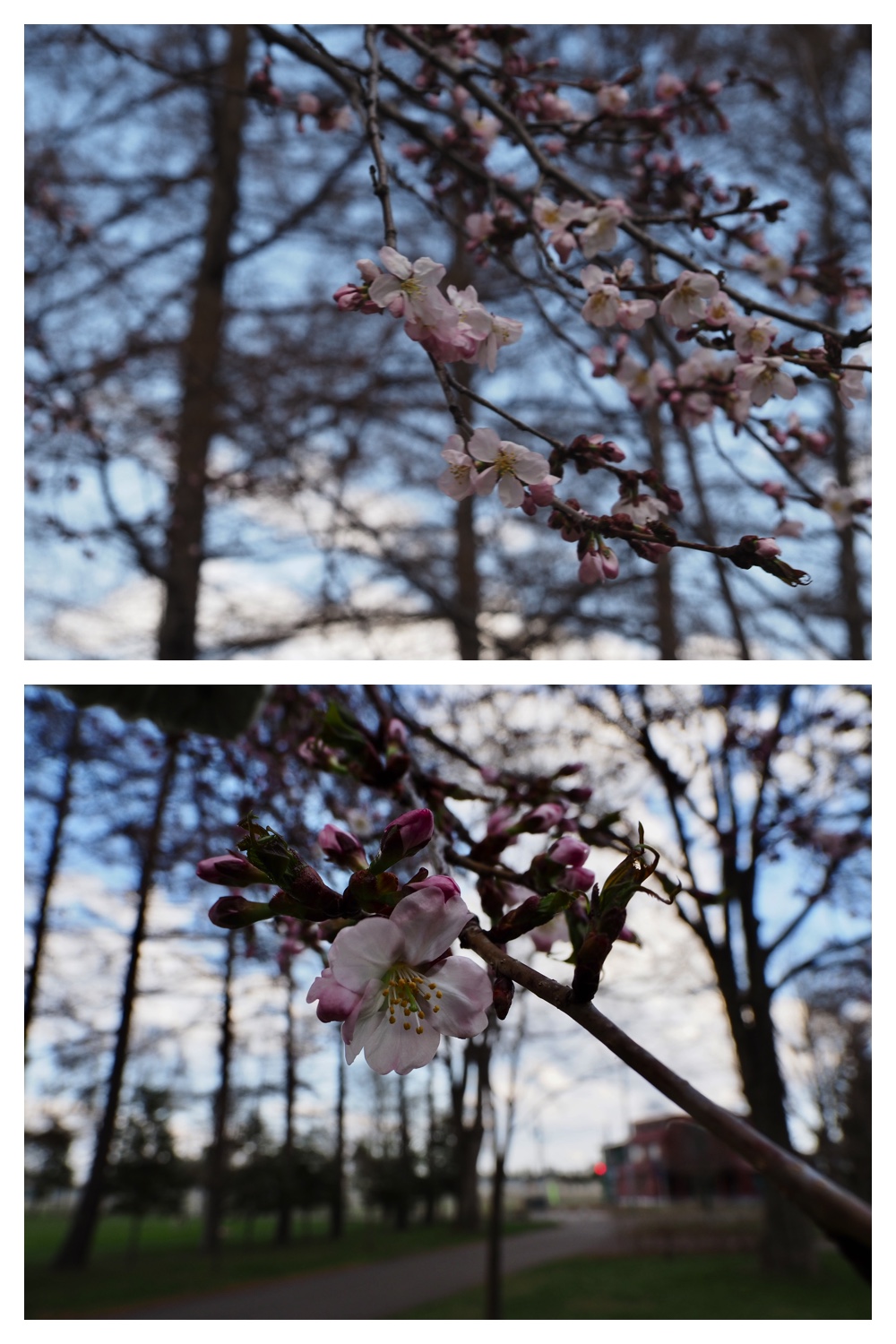 260418_Sakura_16