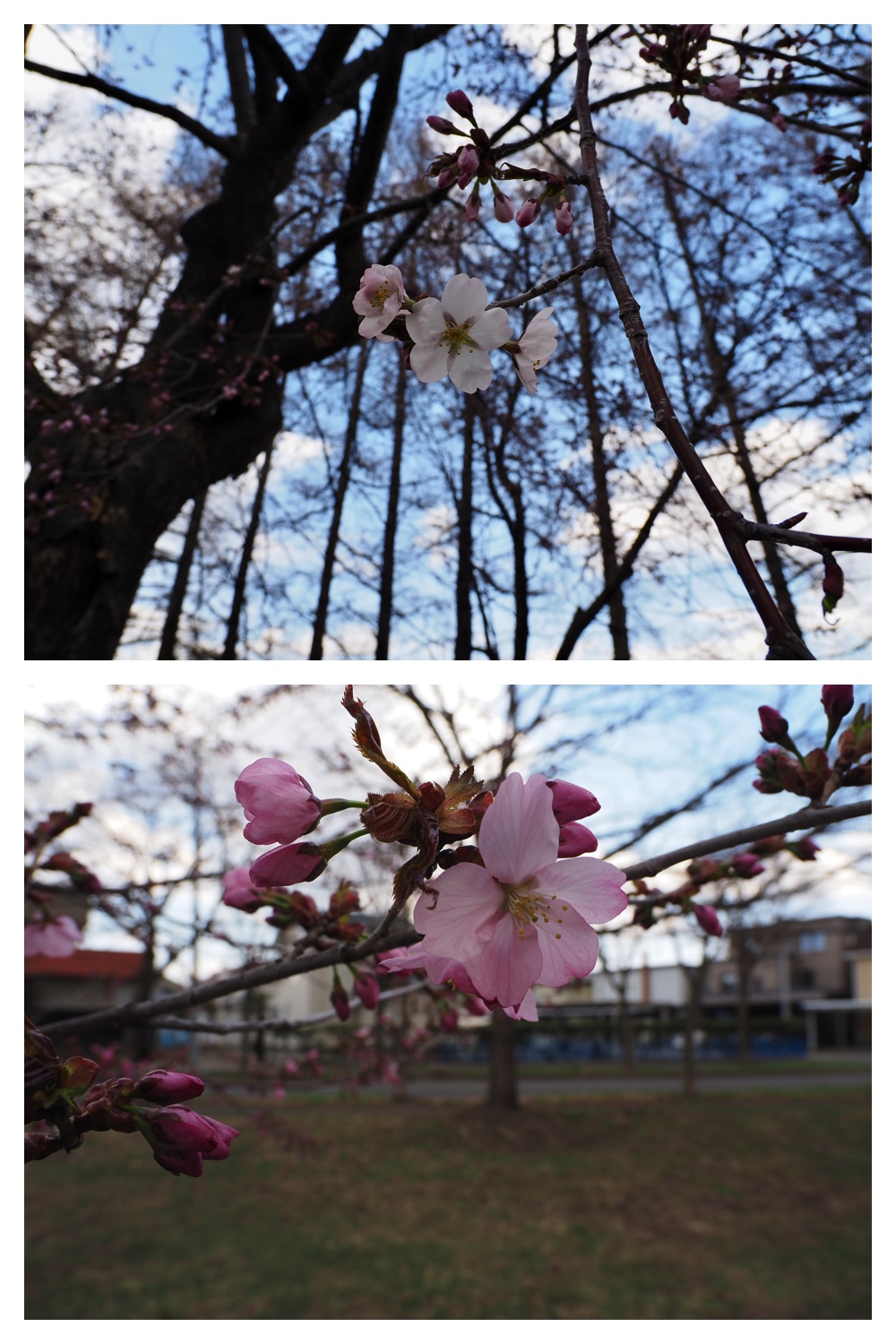260418_Sakura_17