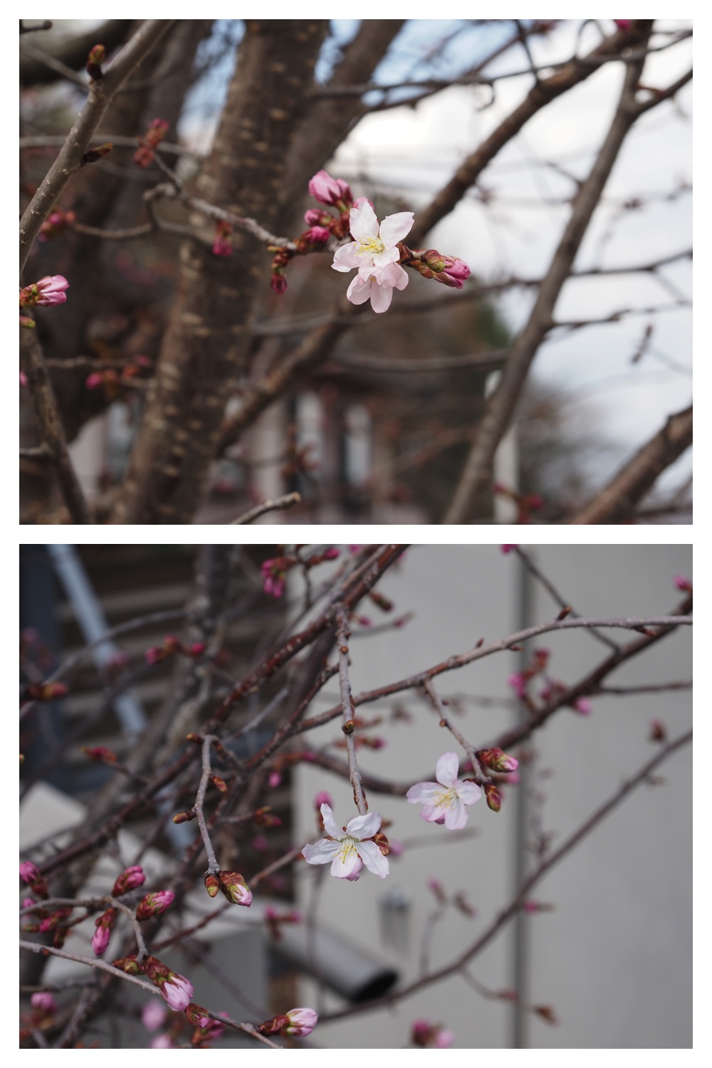 260418_Sakura_3