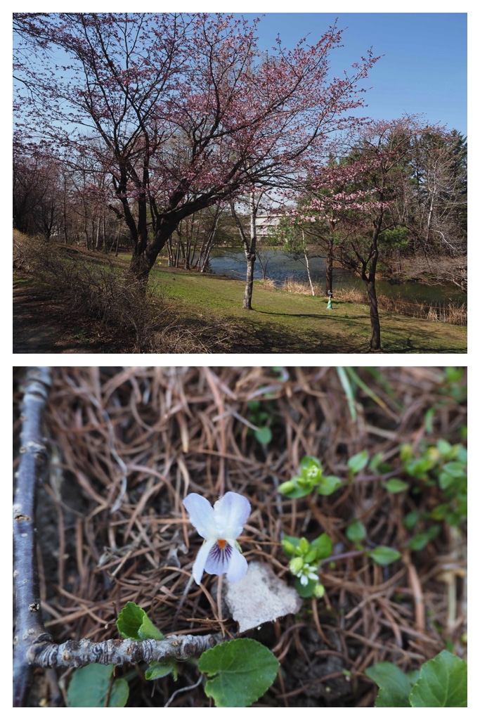 260419_Midorigaoka_12