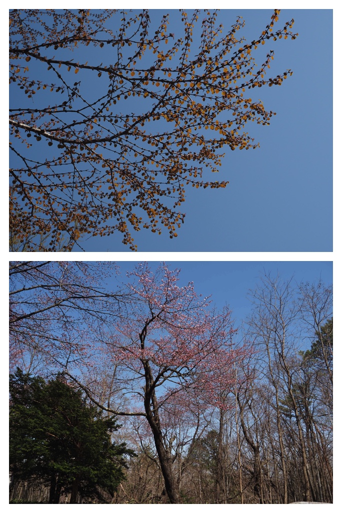 260419_Midorigaoka_13