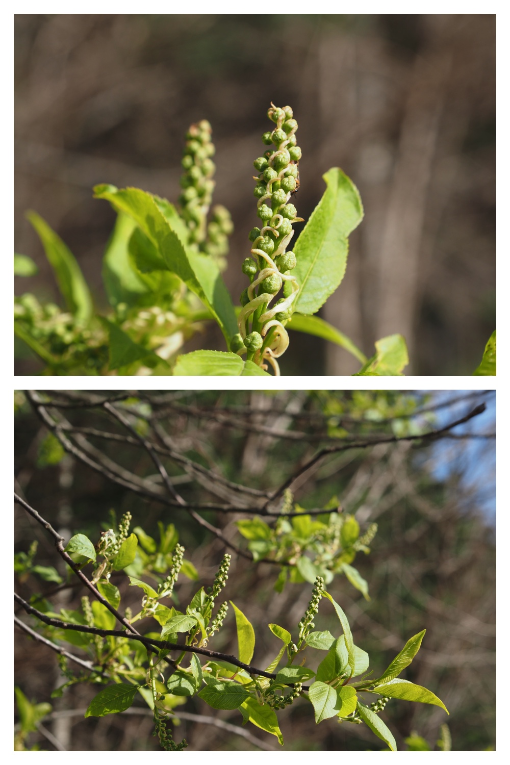 260423_Kijimushiro_5