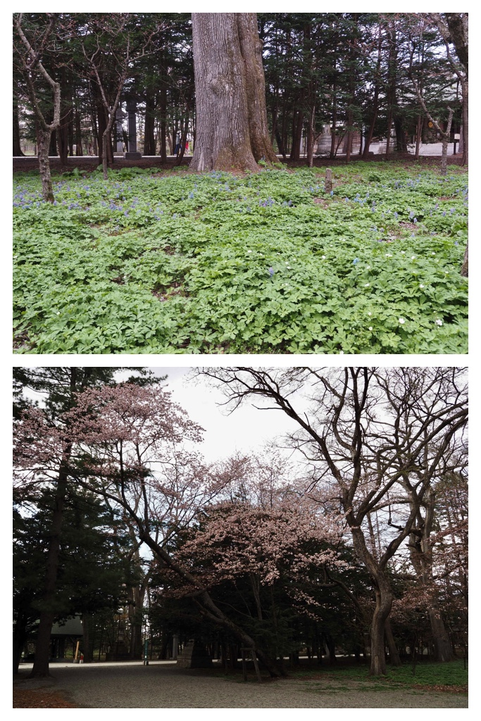260424_Obihiro-jinja_10