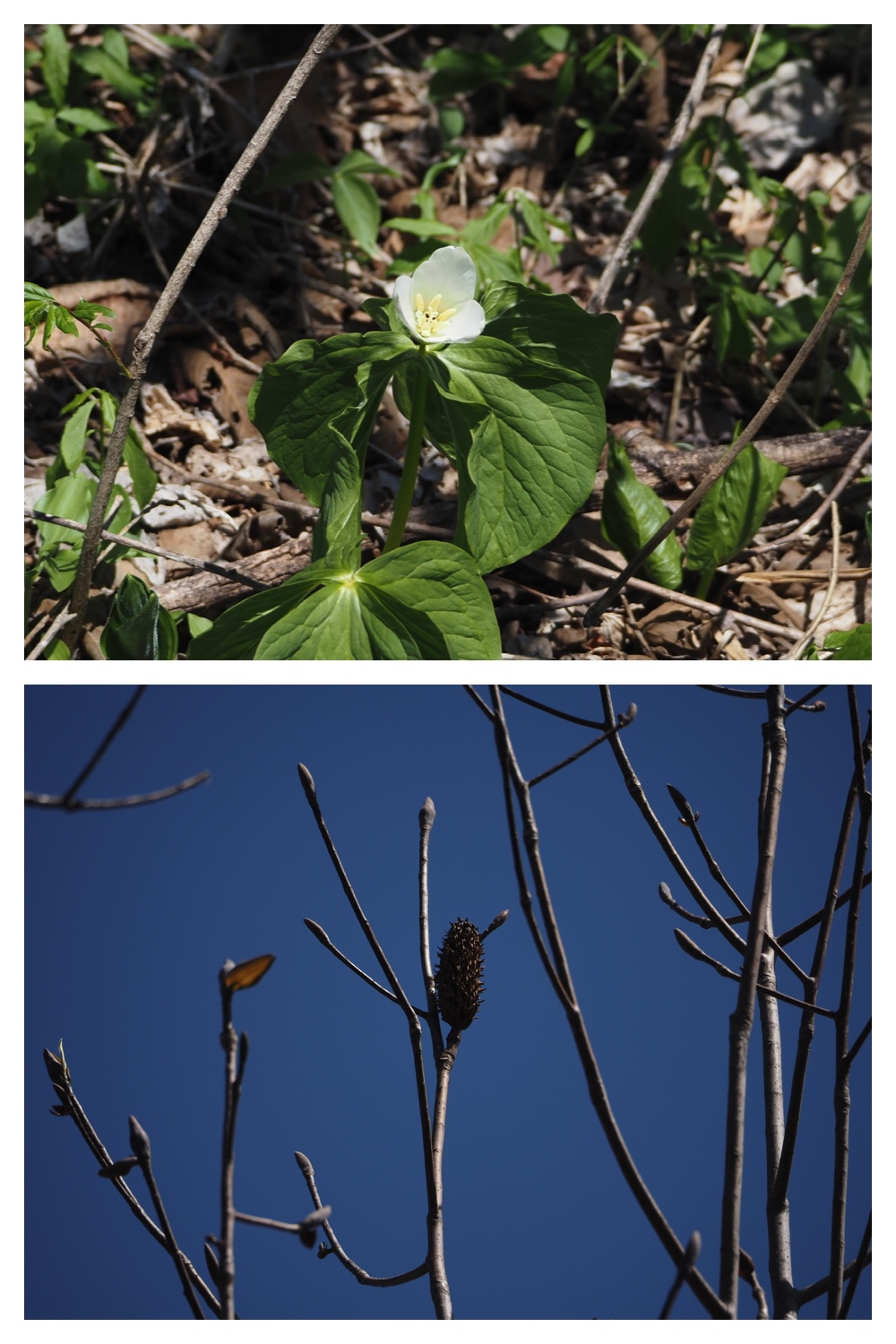 260425_Bird-survey_20