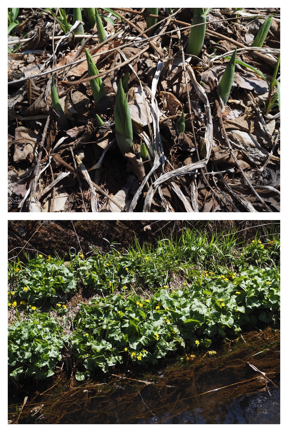 260425_Bird-survey_21