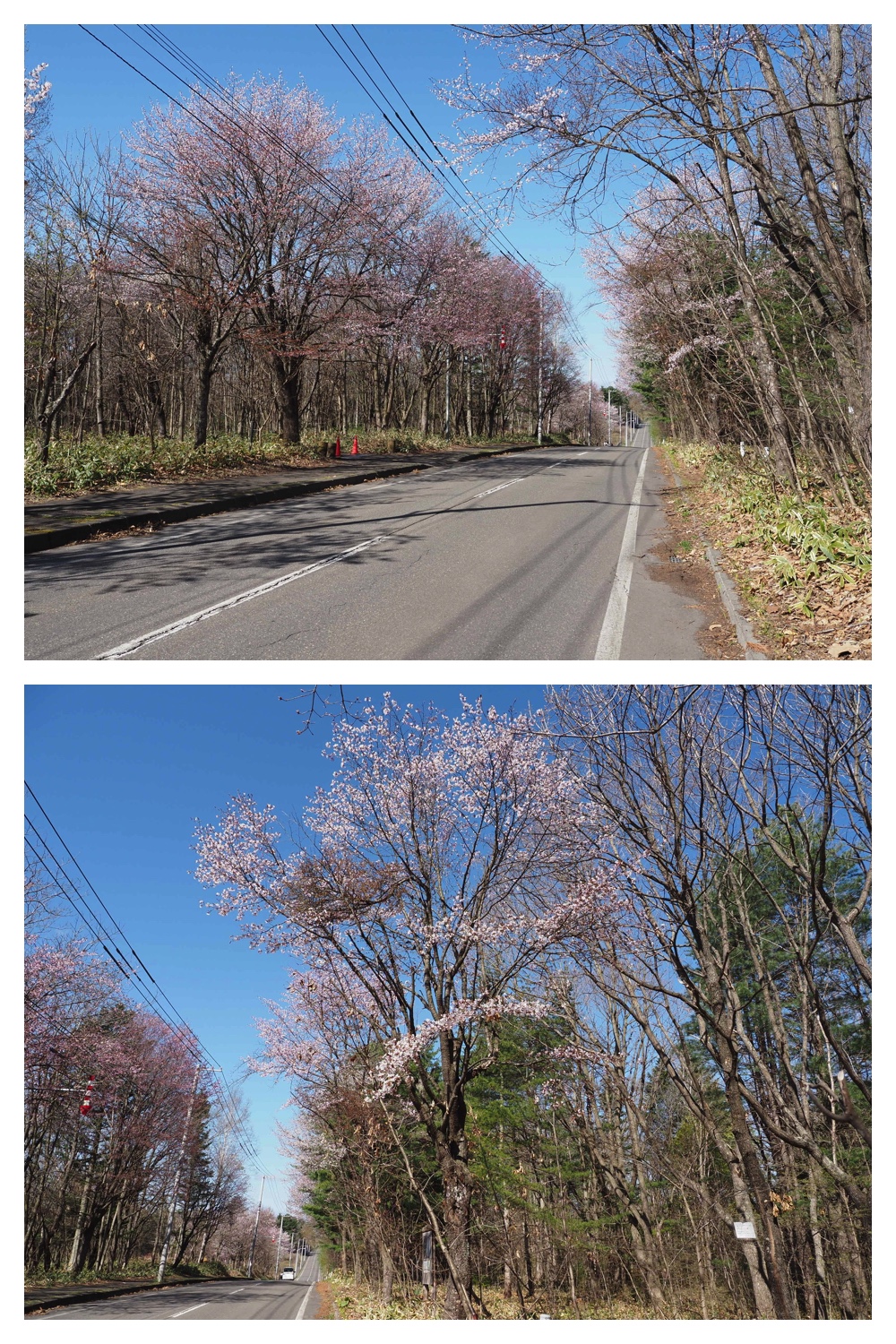 260425_Bird-survey_5