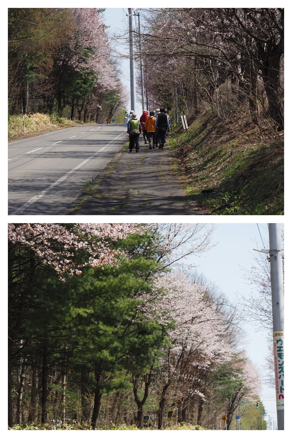 260426_Kaeru_24
