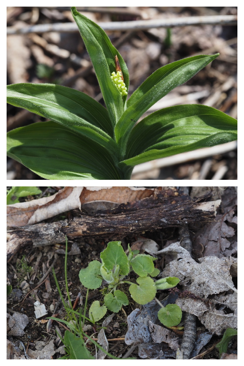 260426_Plants_10