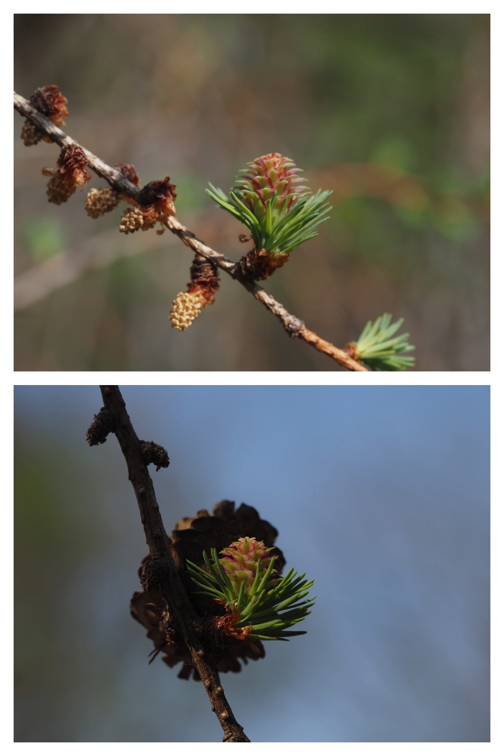 260426_Plants_11