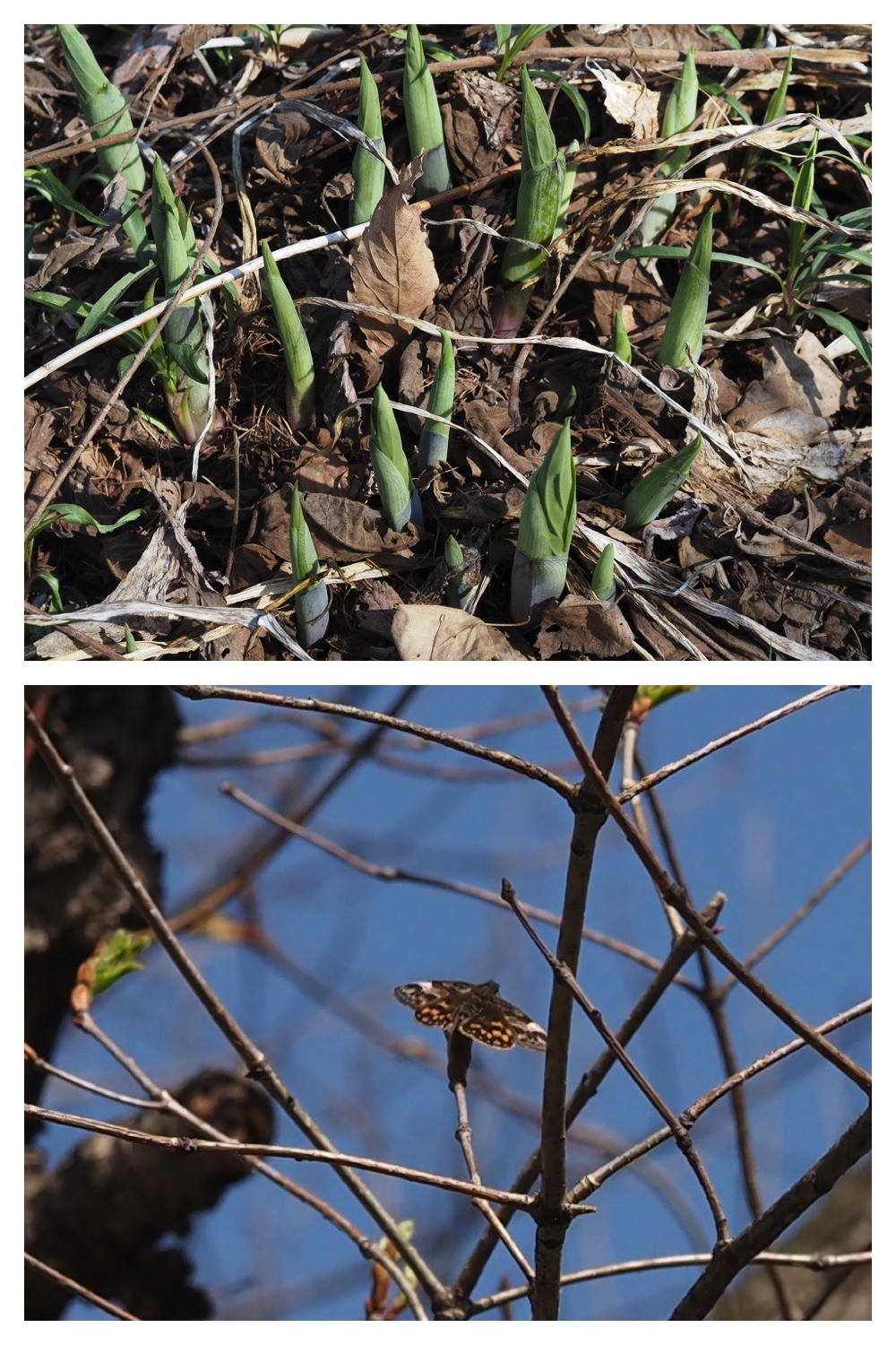 260426_Plants_12