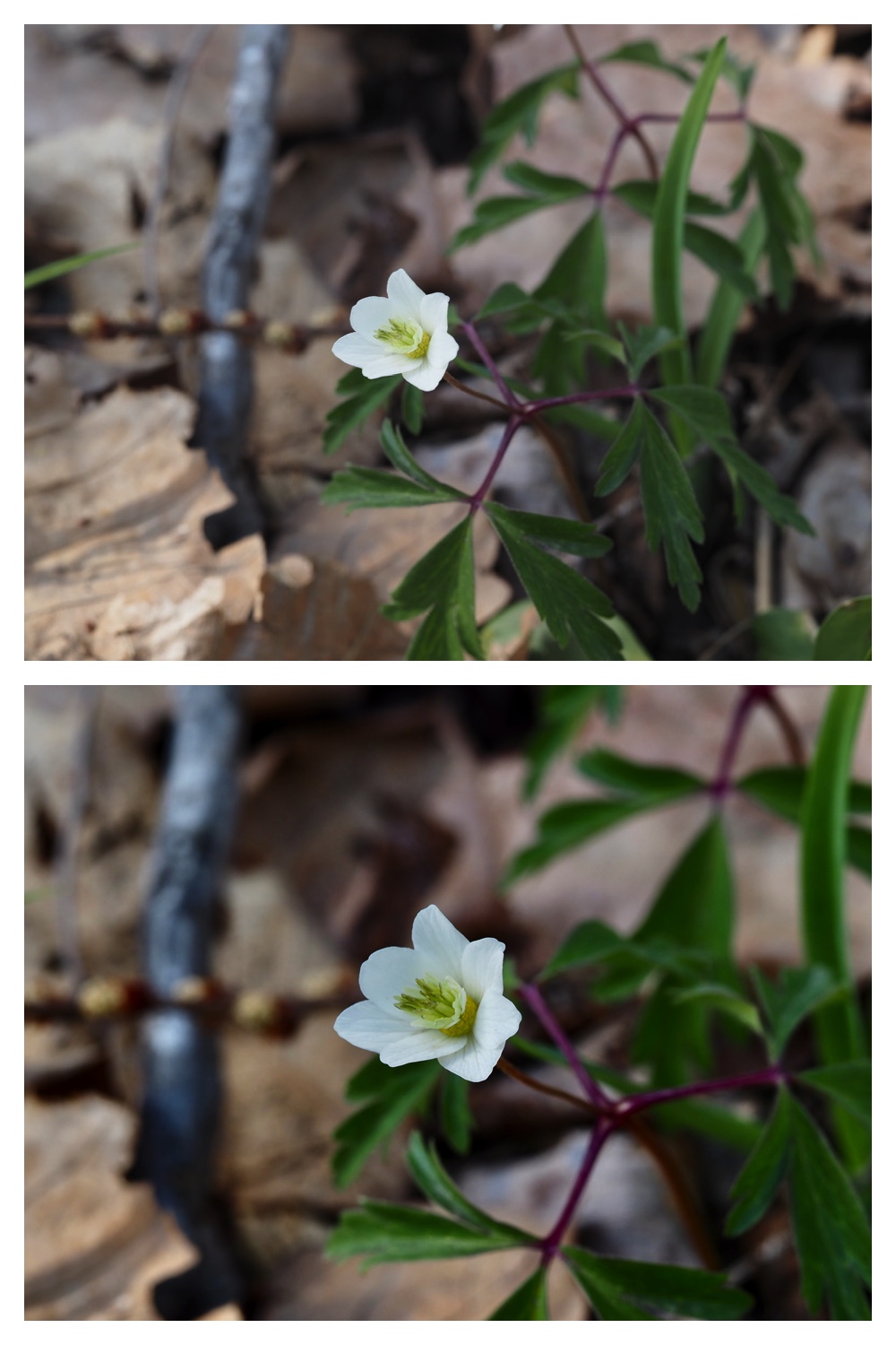 260426_Plants_13