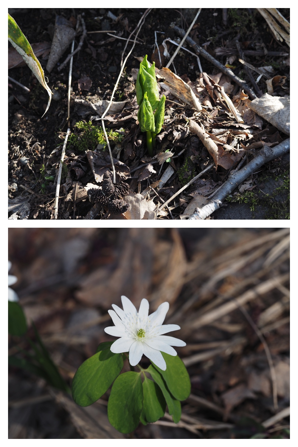 260426_Plants_16