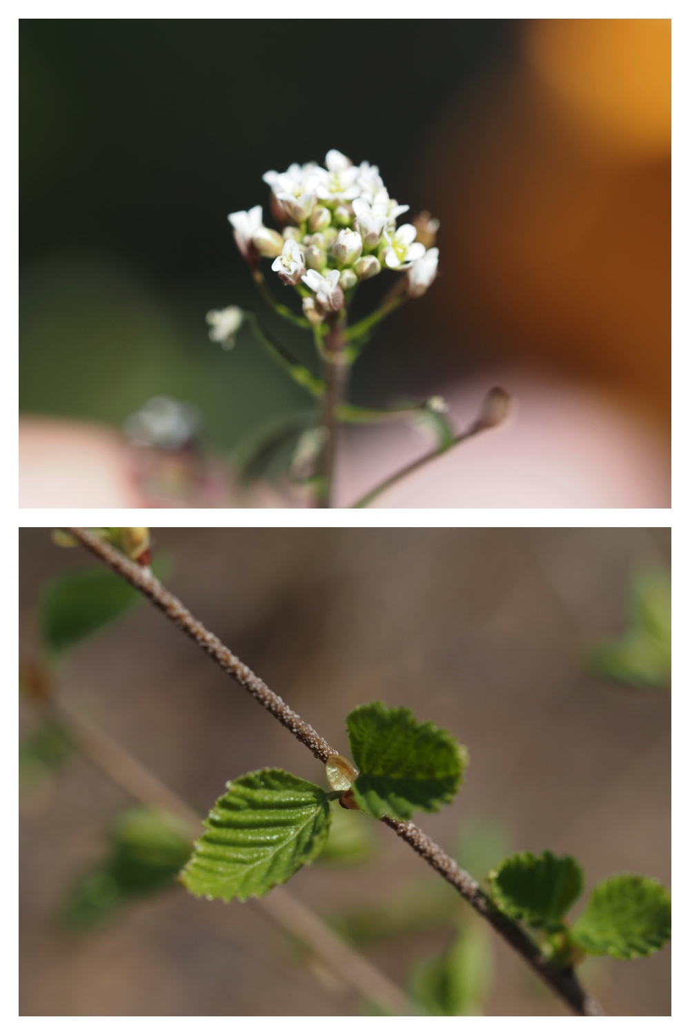 260426_Plants_2