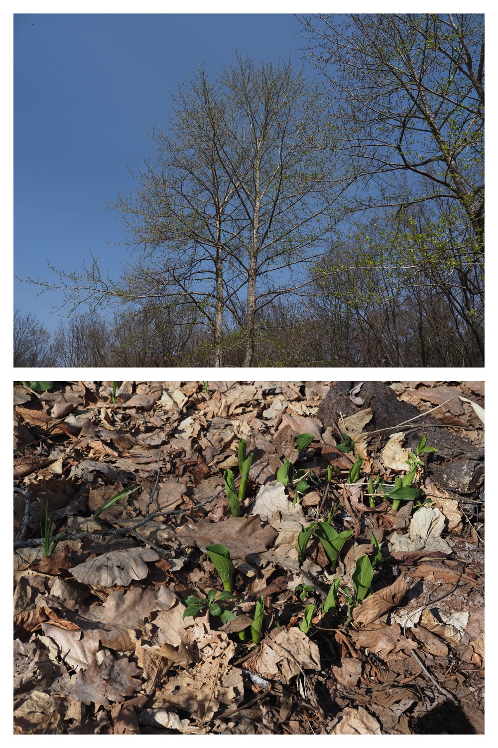 260426_Plants_20