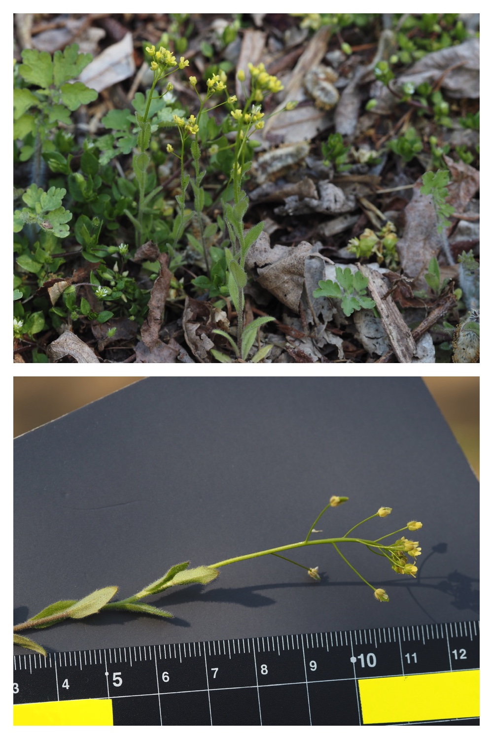 260426_Plants_6