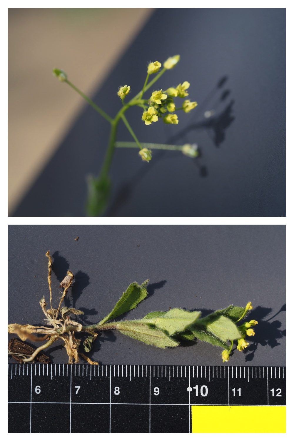 260426_Plants_7