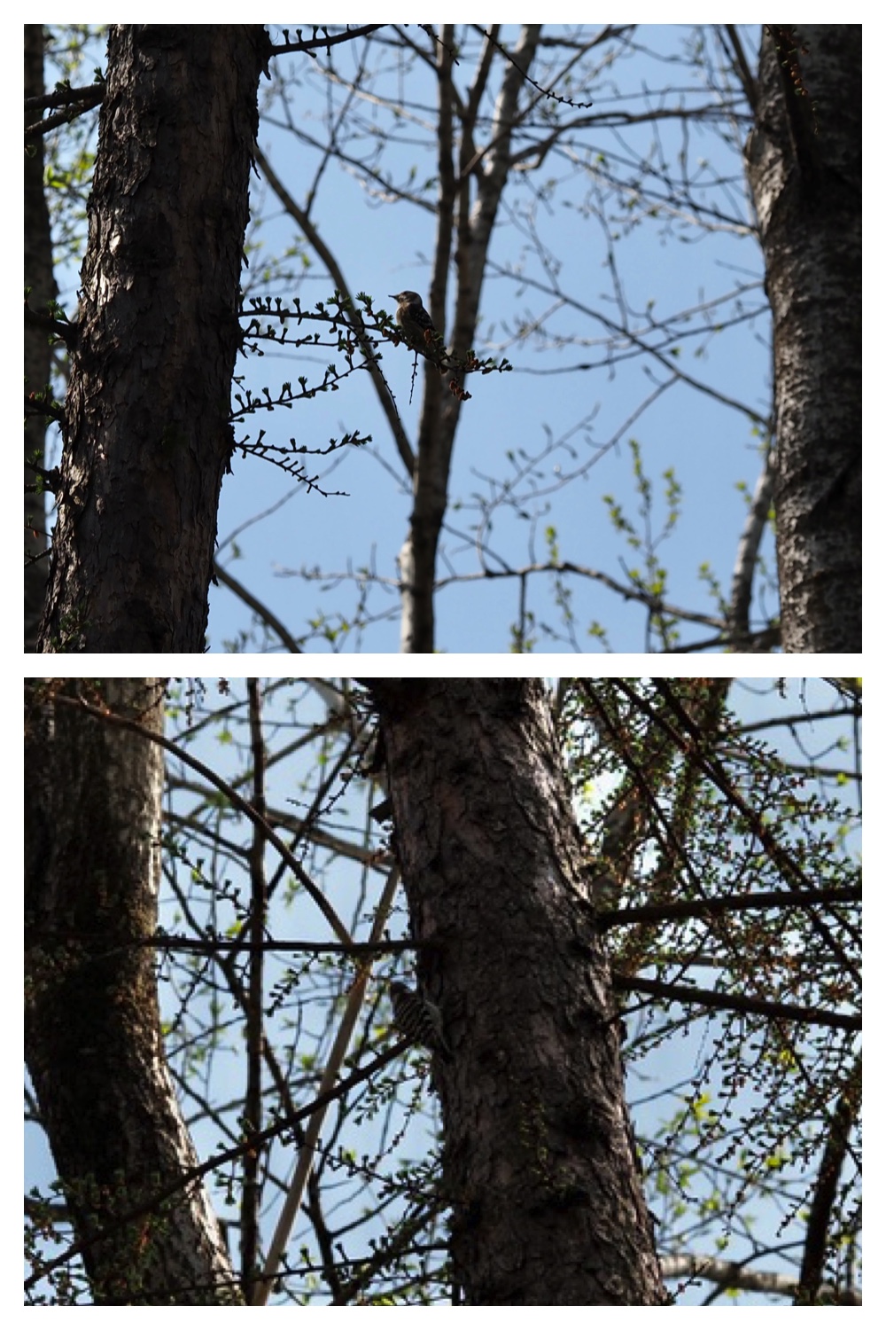 260426_Plants_9