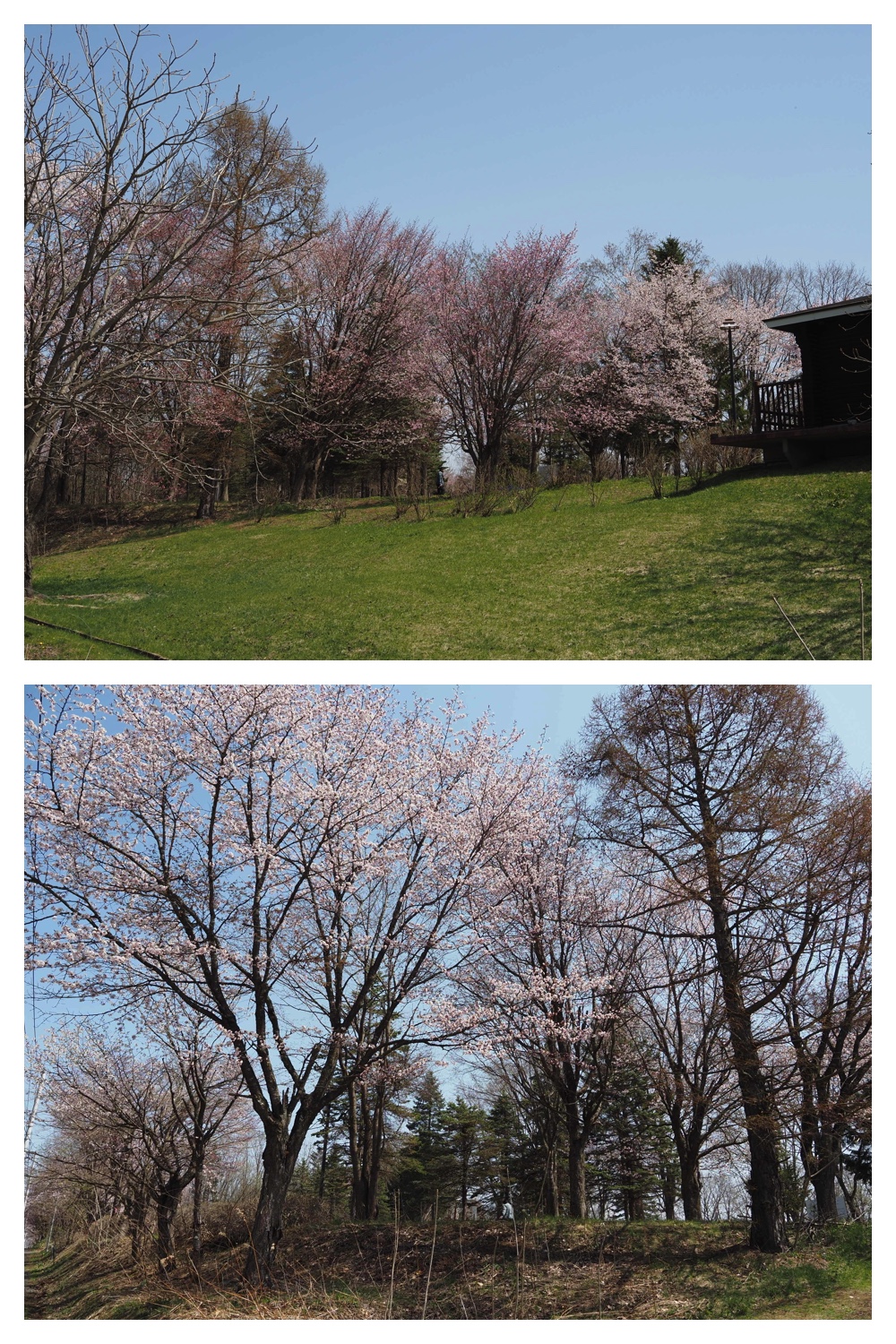 260426_Sanpo_12