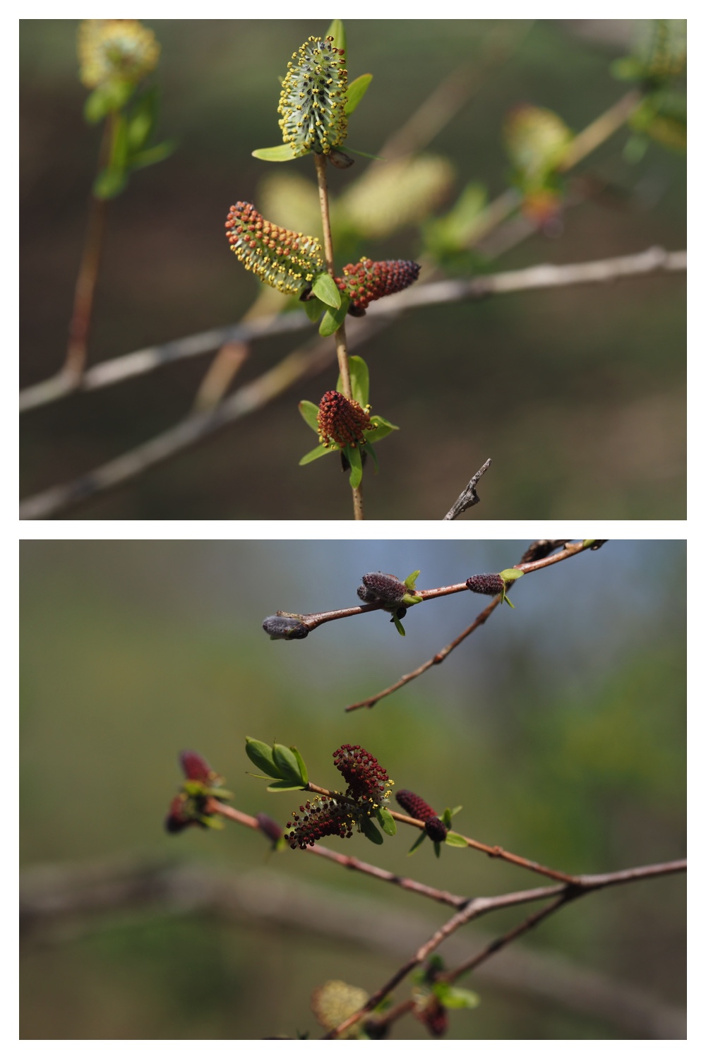260426_Yanagirui_4