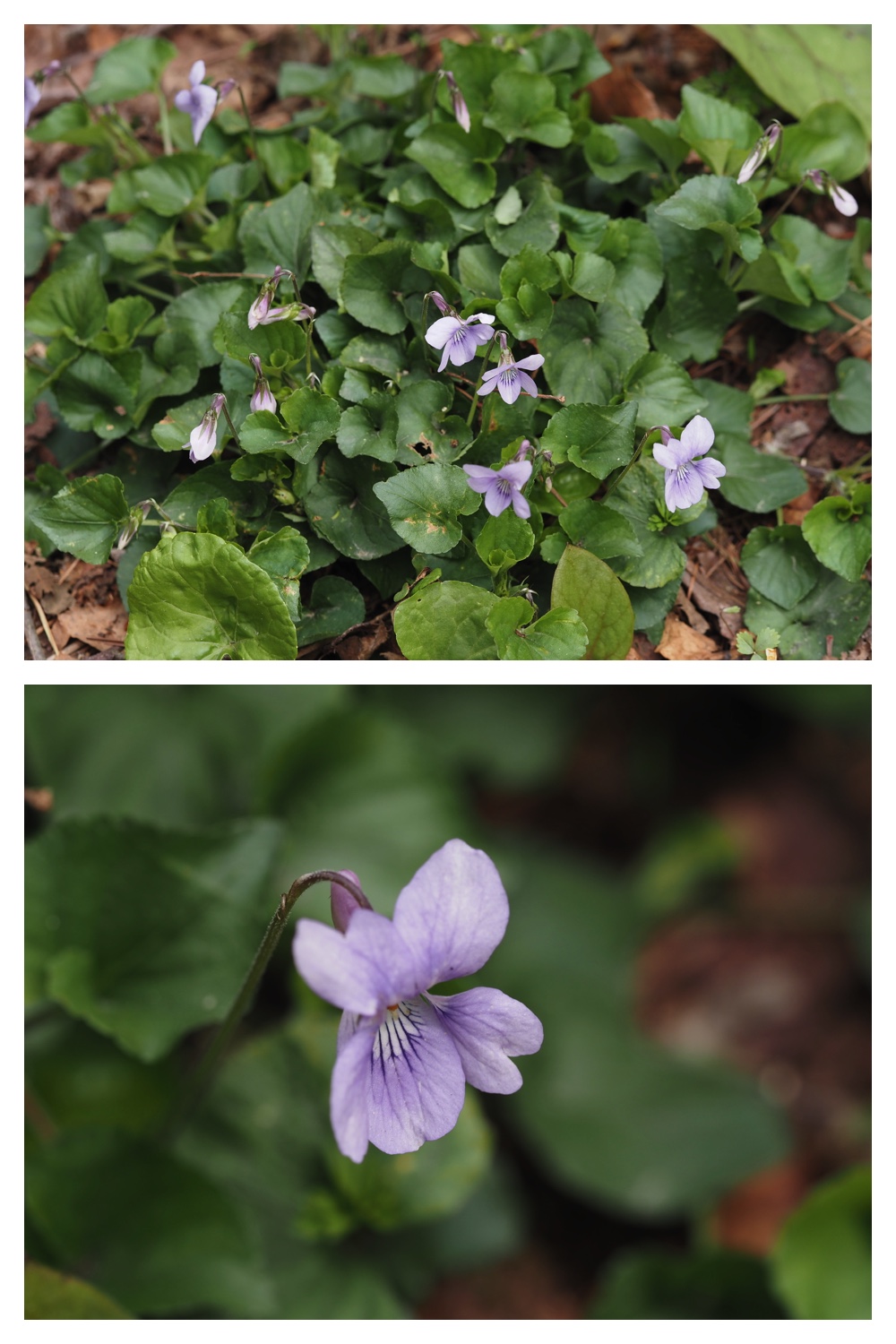260428_Kunimiyama_11