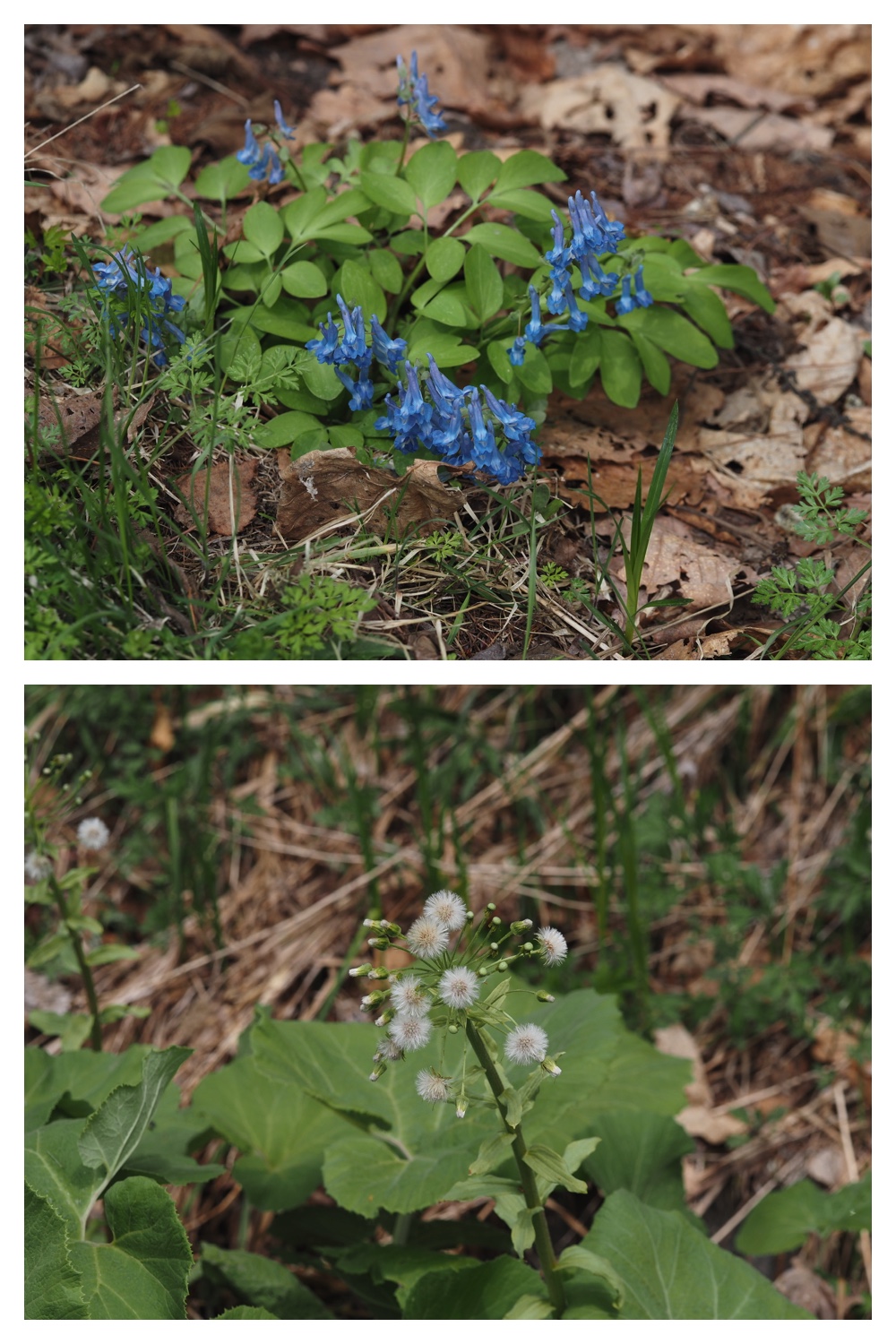 260428_Kunimiyama_13